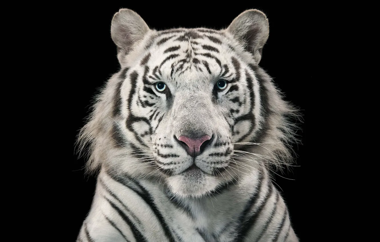 Photo wallpaper white tiger, animal themes, one animal, White Bengal Tiger