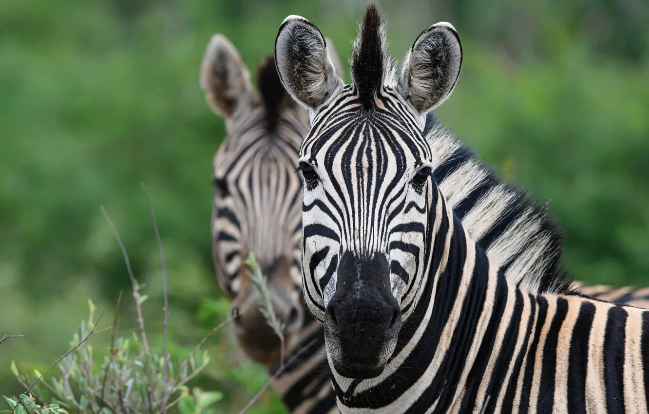 Photo wallpaper portrait, look, face, Zebra, bokeh