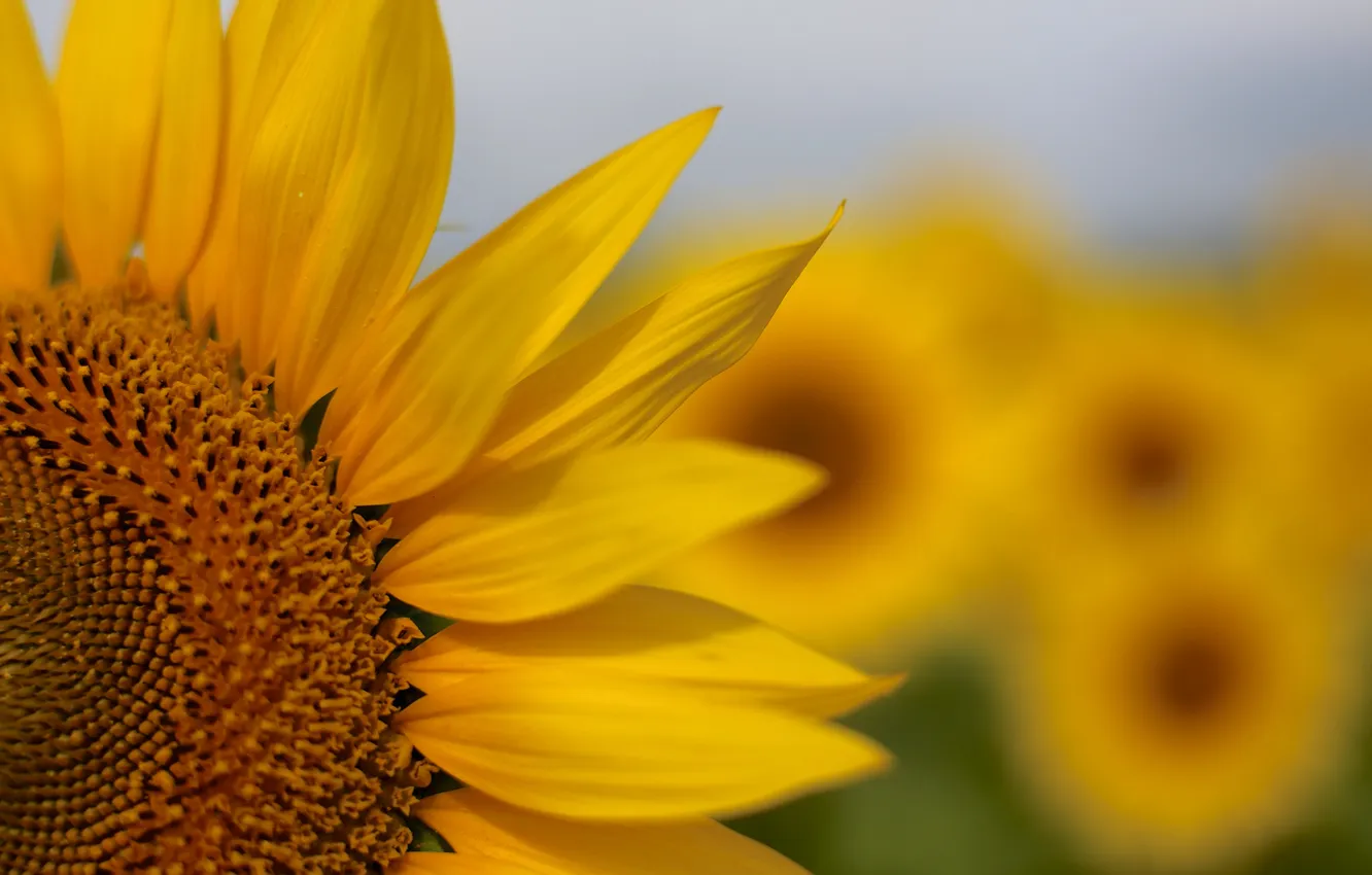 Photo wallpaper field, sunflowers, flowers, petals