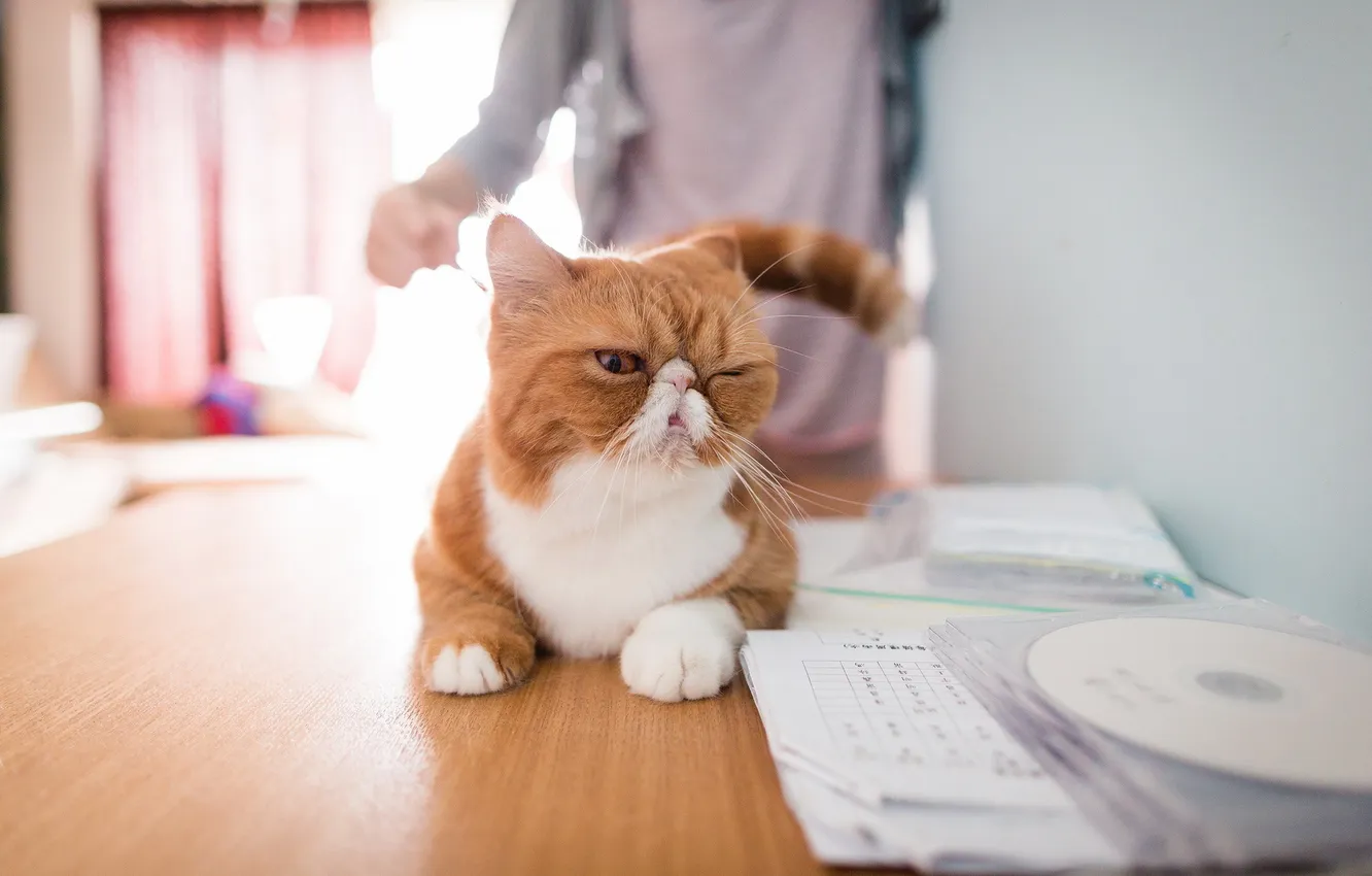 Photo wallpaper cat, look, home