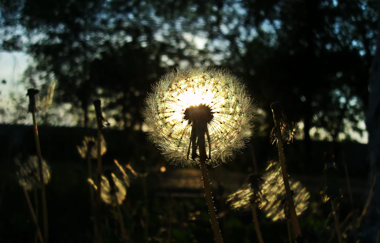Photo wallpaper the sun, nature, dandelion