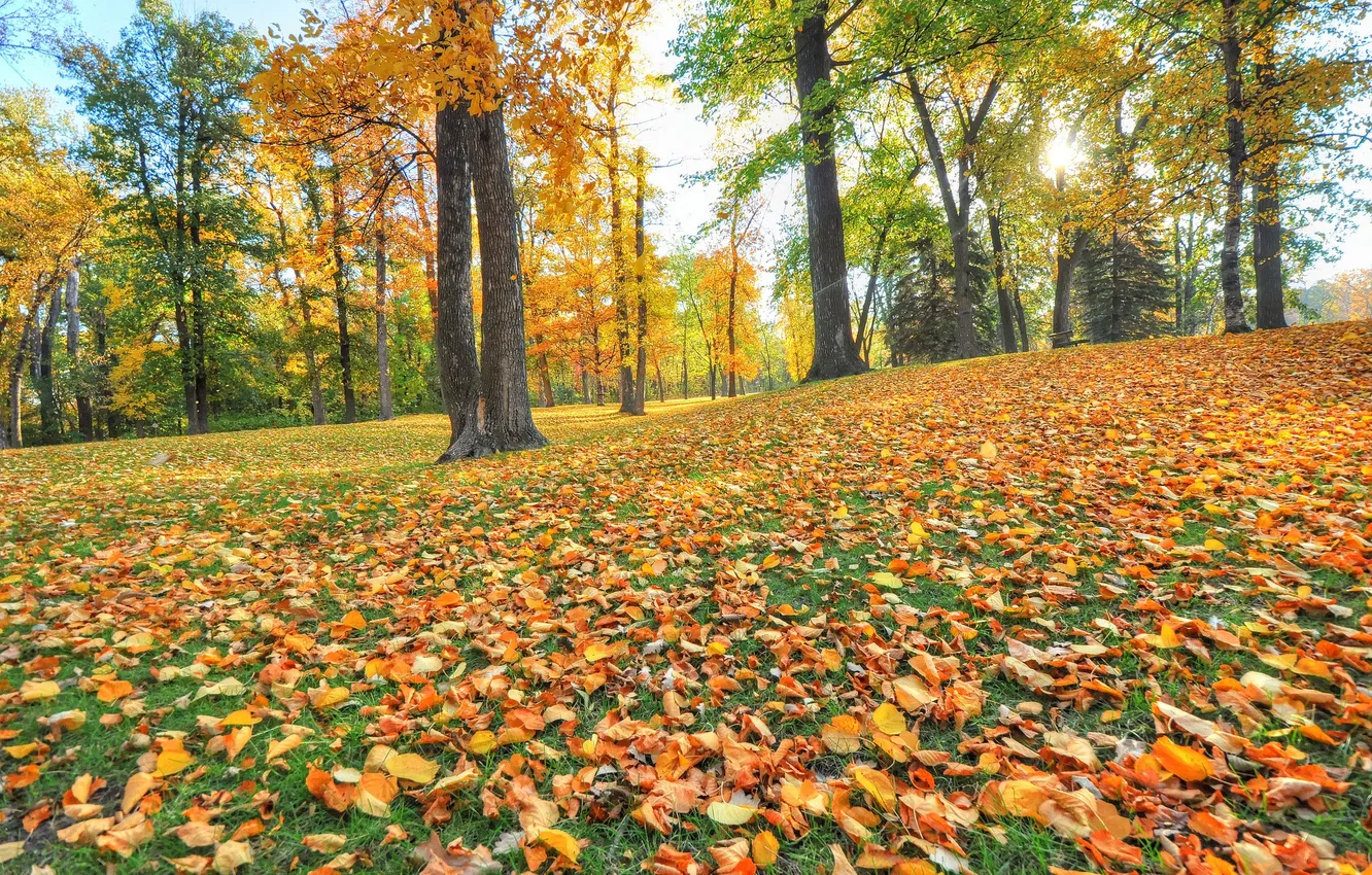 Photo wallpaper autumn, grass, leaves, trees, Park