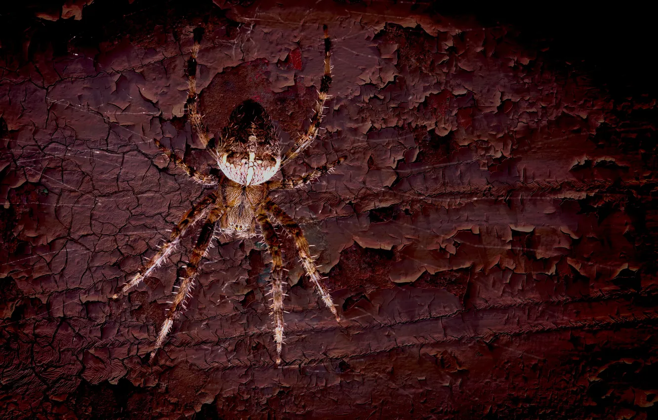 Photo wallpaper nature, background, spider