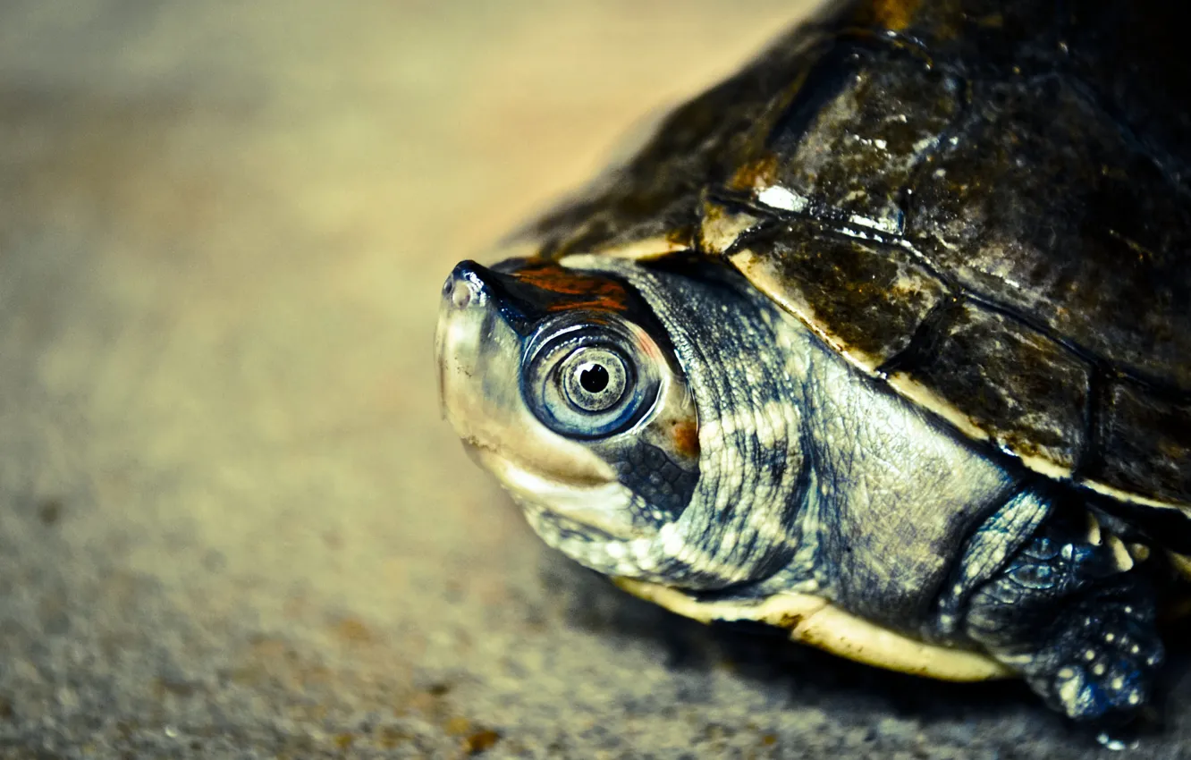 Photo wallpaper eyes, look, nature, background, turtle, portrait, blur, bug