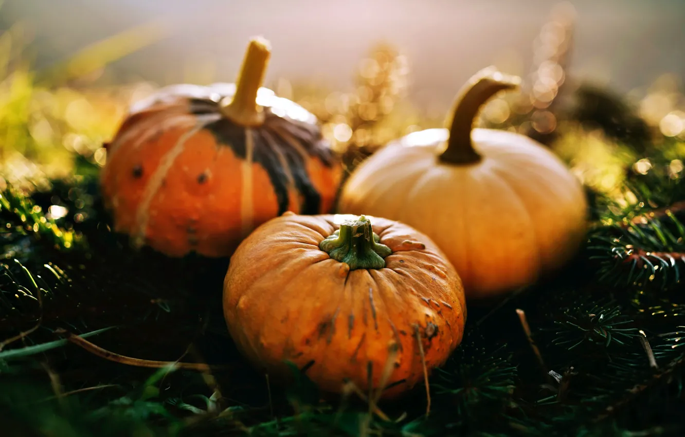 Photo wallpaper Wallpaper, food, food, pumpkin, wallpaper, vegetables, picture, picture