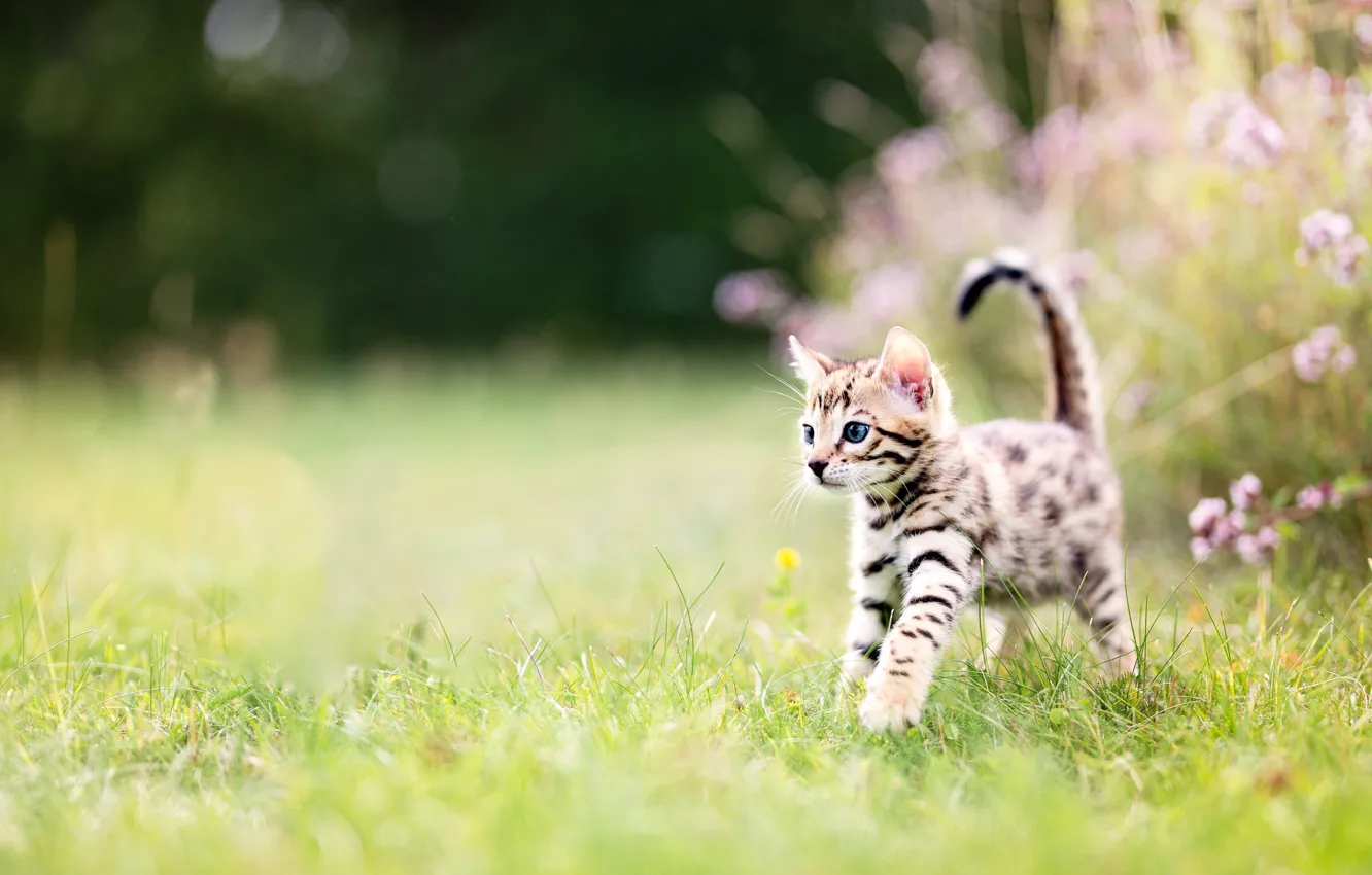 Photo wallpaper cat, grass, look, flowers, nature, pose, glade, garden