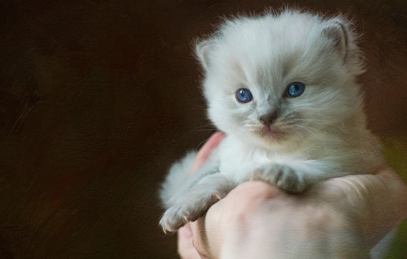 Photo wallpaper cat, background, treatment, hands, fluffy, kitty, face, blue-eyed
