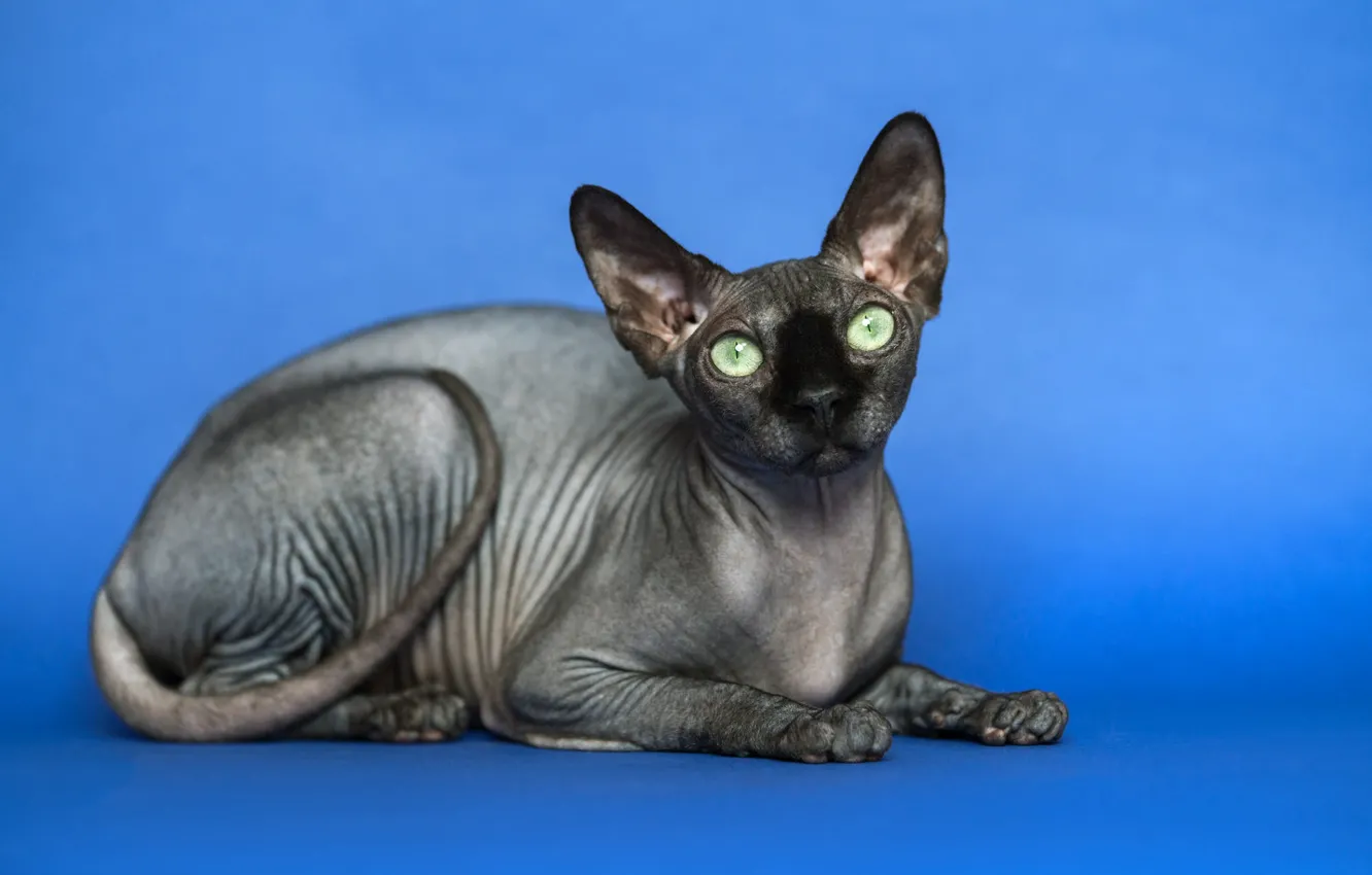 Photo wallpaper cat, cat, look, face, lies, blue background, Sphinx