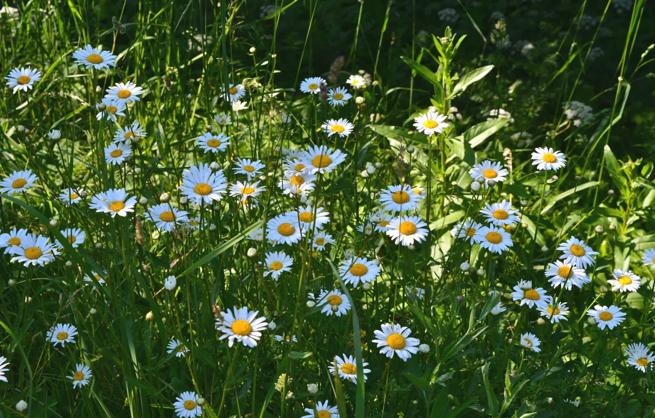 Photo wallpaper summer, chamomile, meadow
