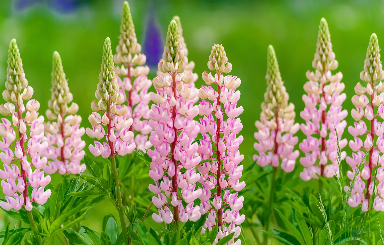 Photo wallpaper leaves, flowers, nature, green, background, pink, lupins