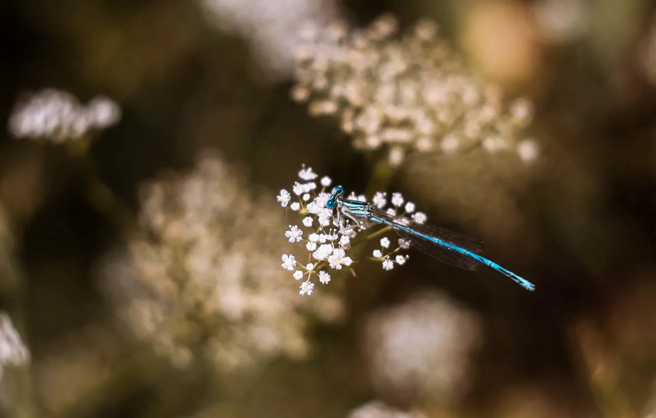 Photo wallpaper dragonfly, macro, bokeh, dragonfly, flora, mmd, Boke, Helios