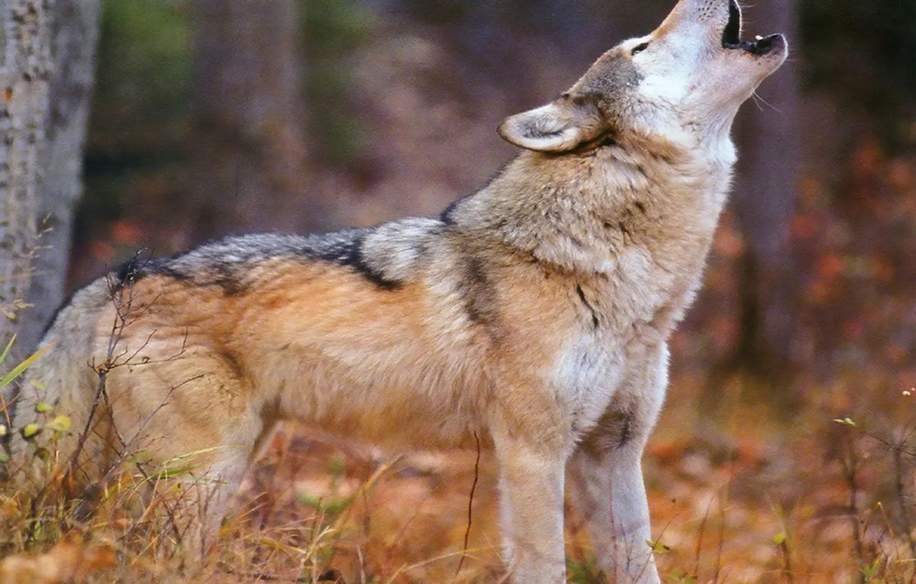 Photo wallpaper Predator, nature, animal, wolf, wildlife, portrait, portrait., Canis lupus. face