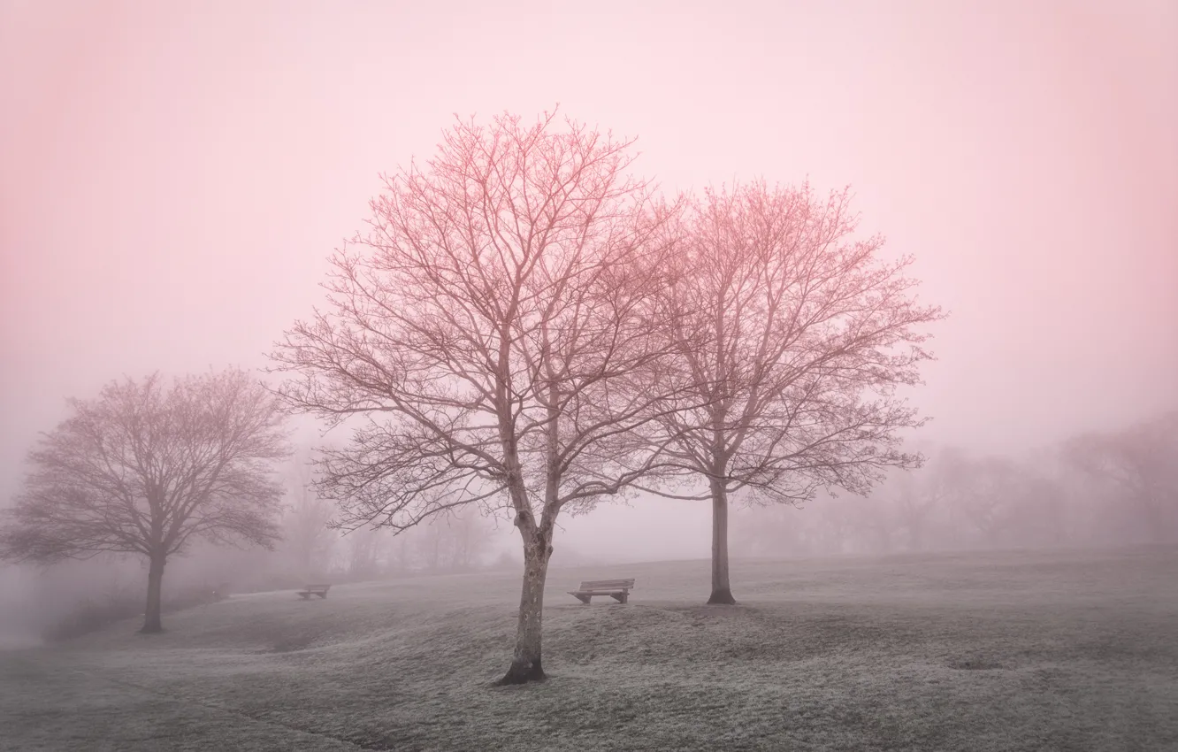 Photo wallpaper landscape, fog, Park