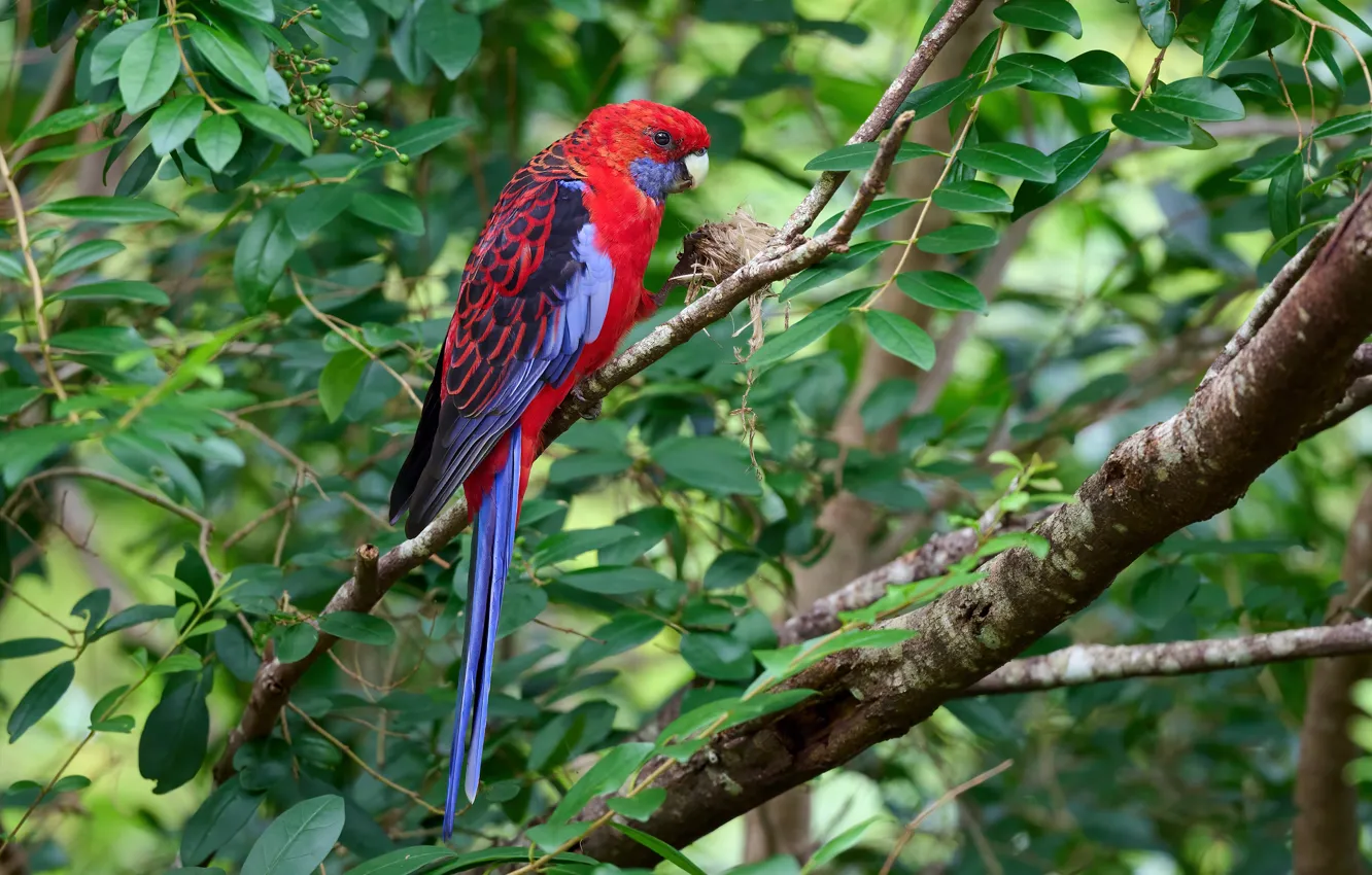 Photo wallpaper greens, leaves, branches, red, bird, parrot, the bushes