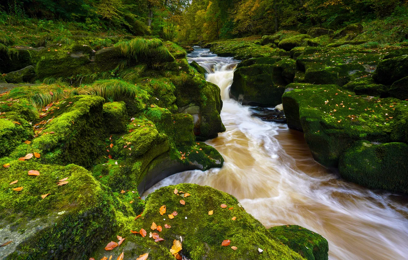 Photo wallpaper autumn, river, stones, England, moss, England, North Yorkshire, Yorkshire Dales