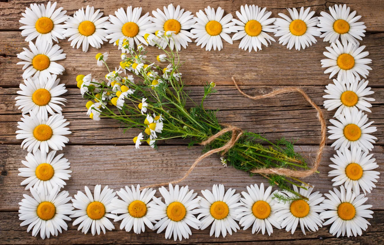 Photo wallpaper flowers, background, chamomile