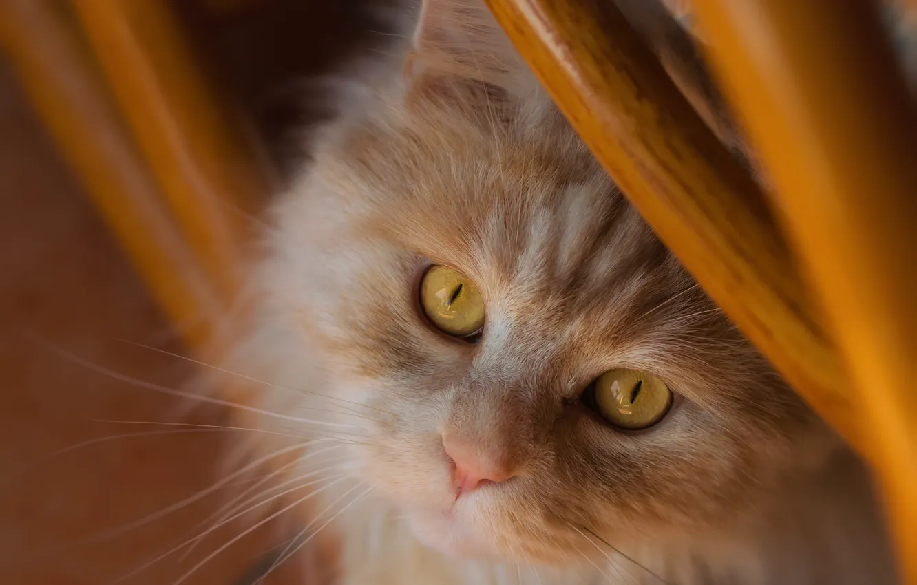 Photo wallpaper cat, look, muzzle, red, red cat