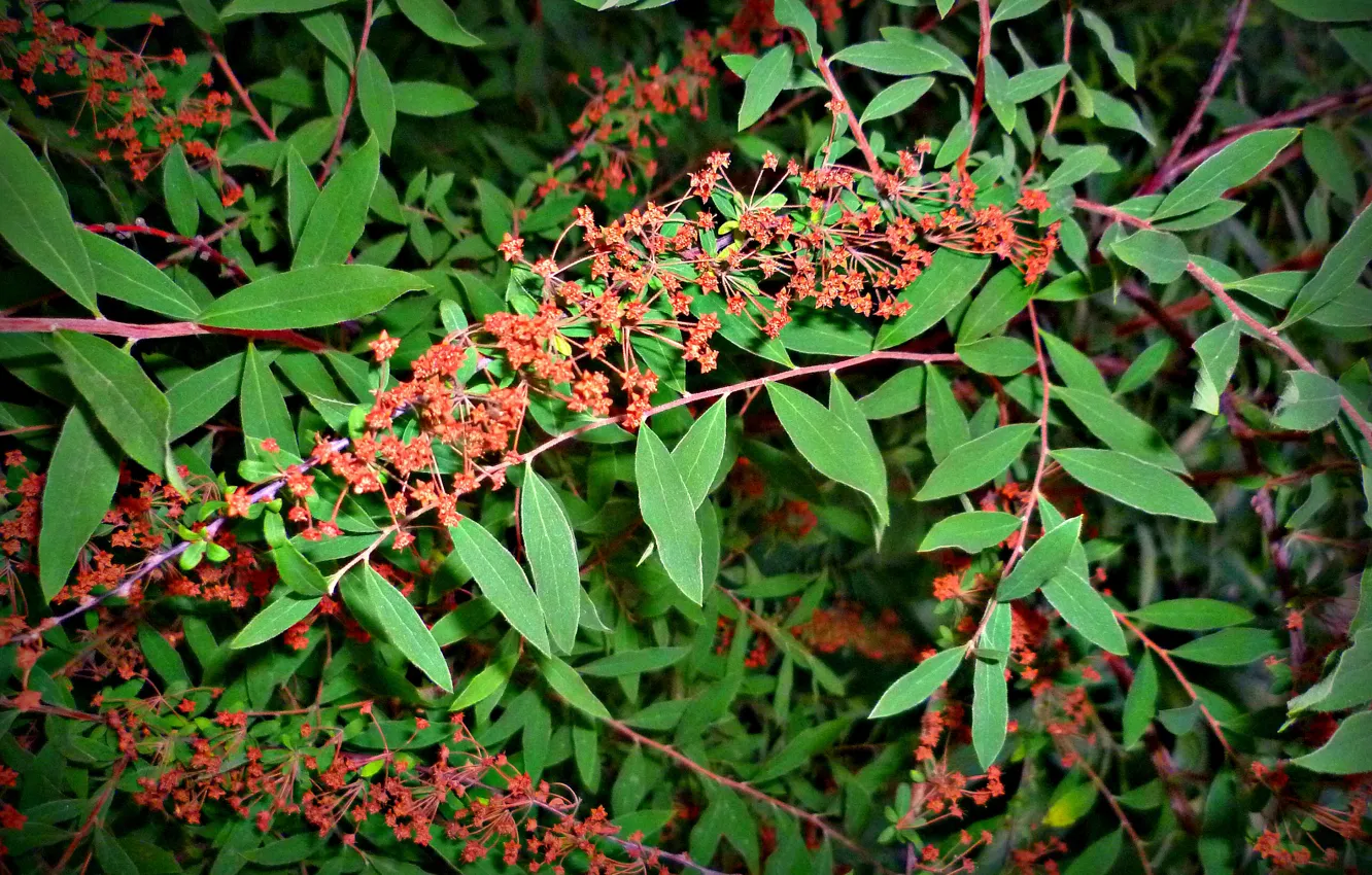 Photo wallpaper flowers, the evening, garden, Belarus