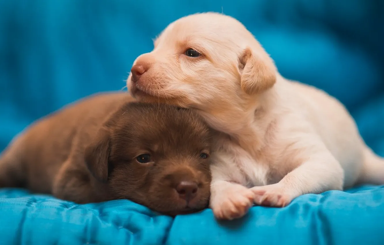 Photo wallpaper puppies, pair, kids