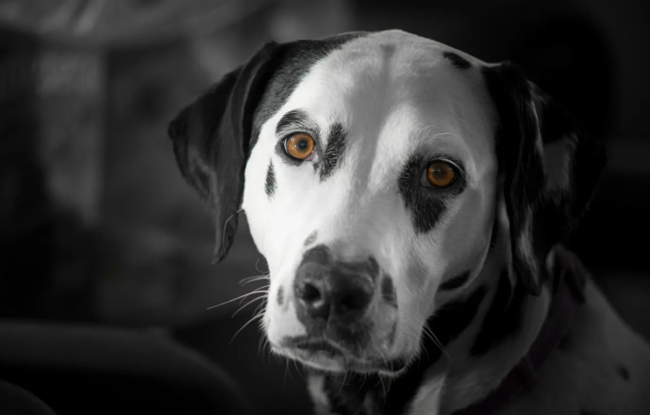 Photo wallpaper look, dog, Dalmatians, black and white