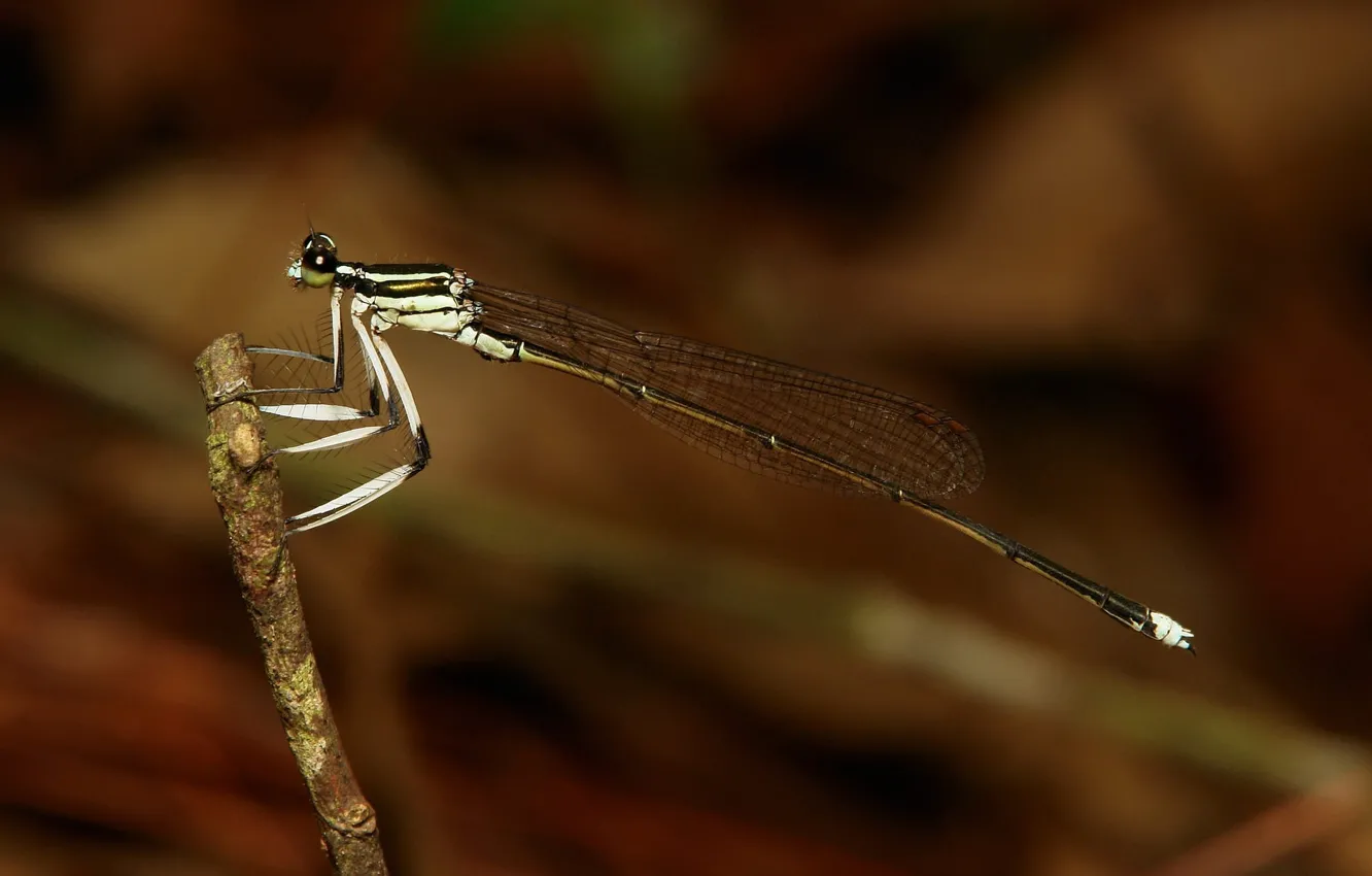 Photo wallpaper background, dragonfly, straw