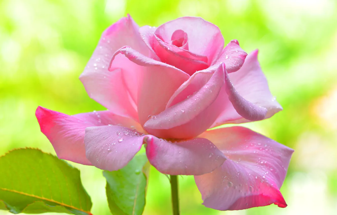 Photo wallpaper drops, flowers, roses, petals