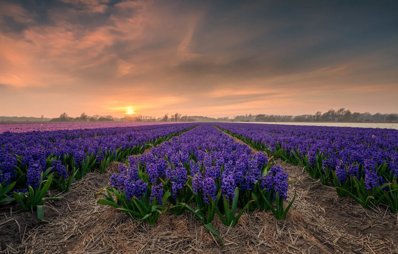 Photo wallpaper purple, flowers, plantation, morning, the sun, fog, straw, lilac