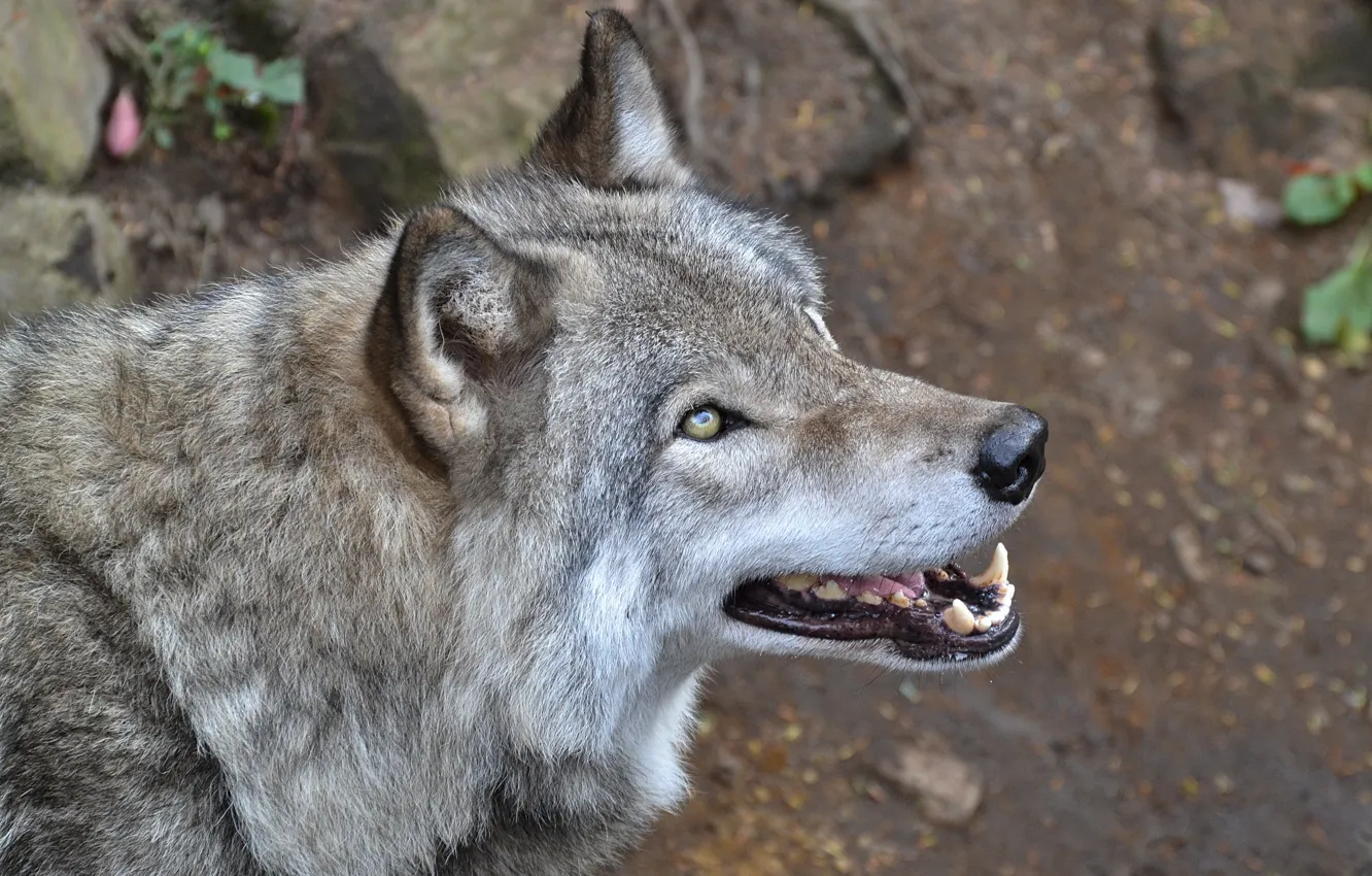 Photo wallpaper portrait, look, grey, wolf, looking up, mouth, face, fangs