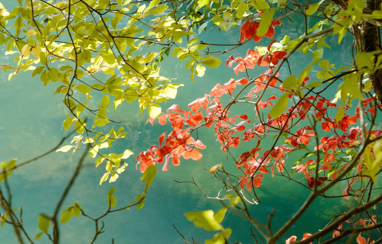 Photo wallpaper leaves, trees, branches, red, green, background
