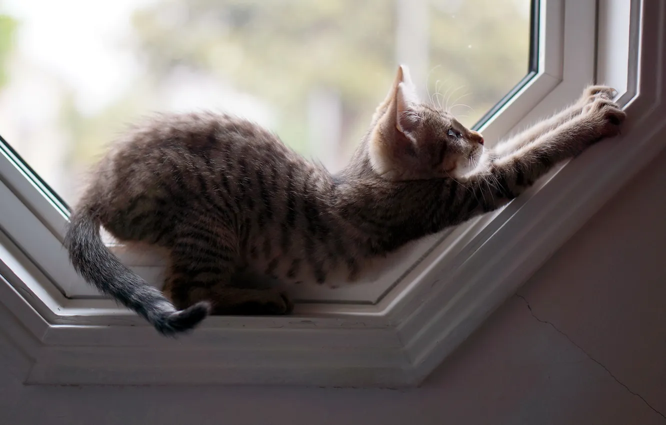 Photo wallpaper cat, home, window