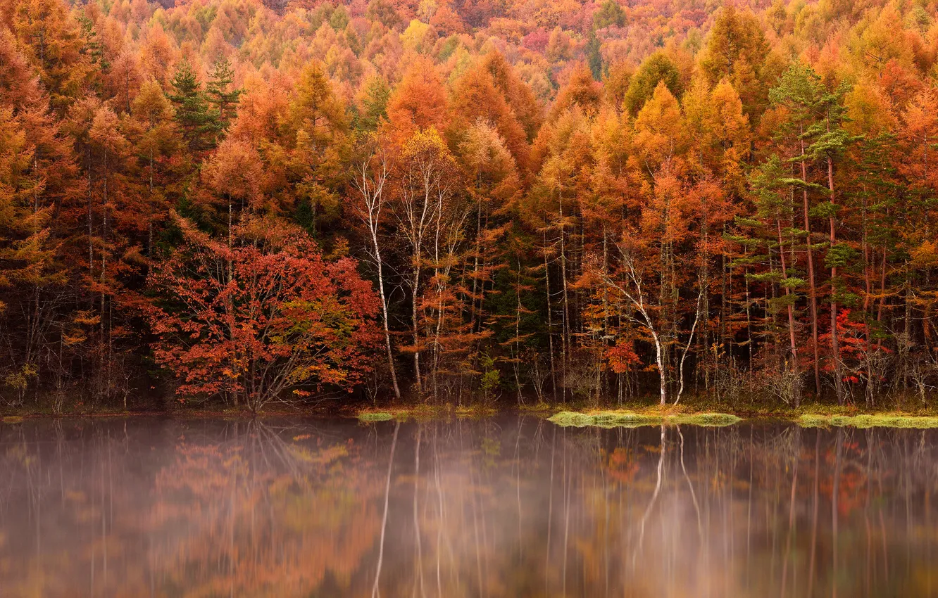 Photo wallpaper autumn, forest, trees, fog, lake, reflection
