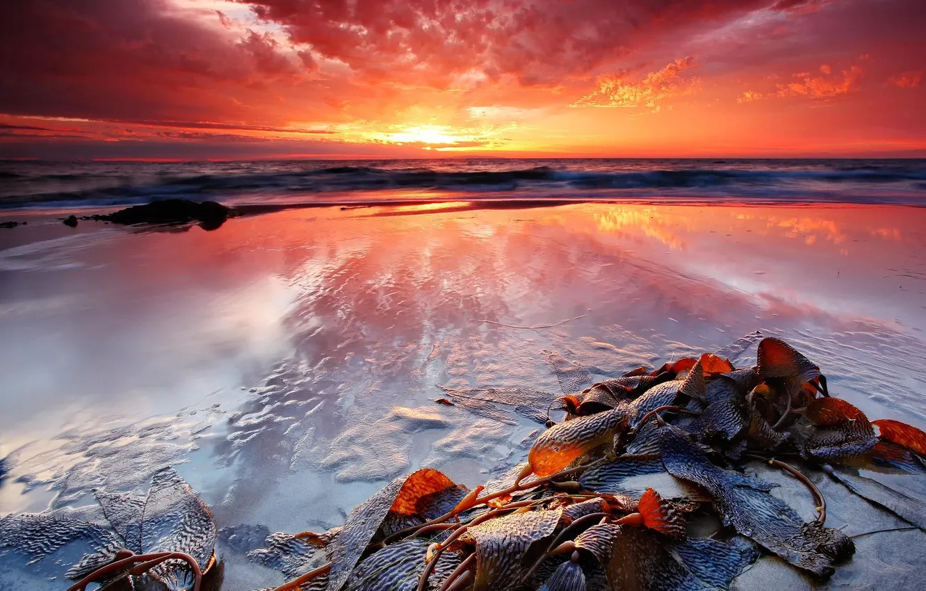 Photo wallpaper sea, algae, sunset, shore