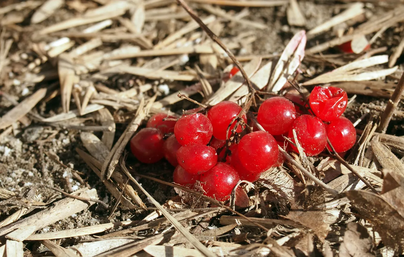 Photo wallpaper close-up, berries, branch, Rowan