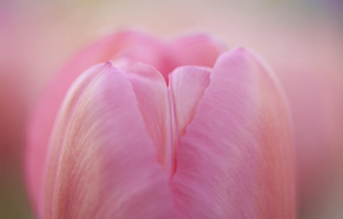 Photo wallpaper macro, nature, focus, spring, tulips, pink