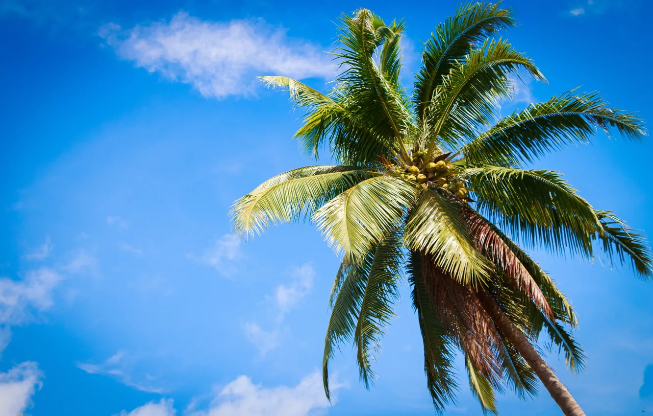 Photo wallpaper beach, summer, the sky, palm trees, summer, beach, sky, paradise