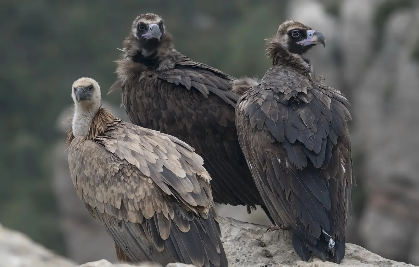 Photo wallpaper birds, nature, Black vultures