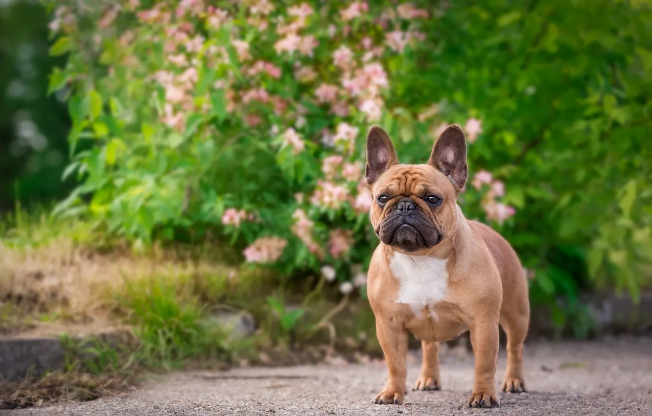 Photo wallpaper dog, bulldog, French bulldog