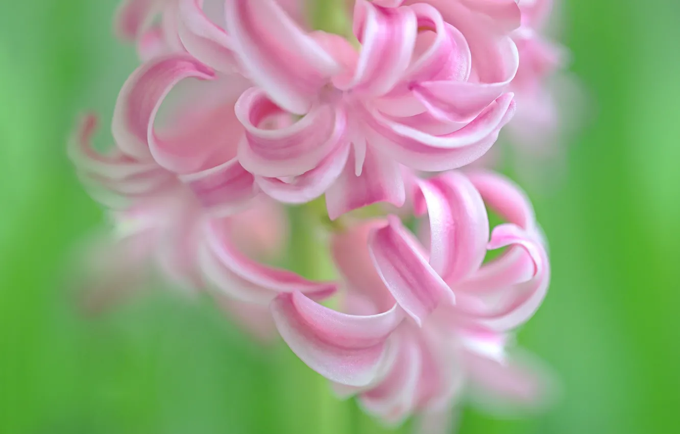 Photo wallpaper macro, hyacinths, inflorescence
