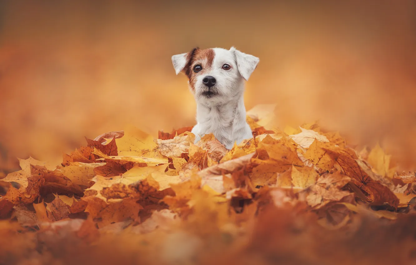 Photo wallpaper autumn, dog, face, fallen leaves, Jack Russell Terrier, Yana Narbutovich