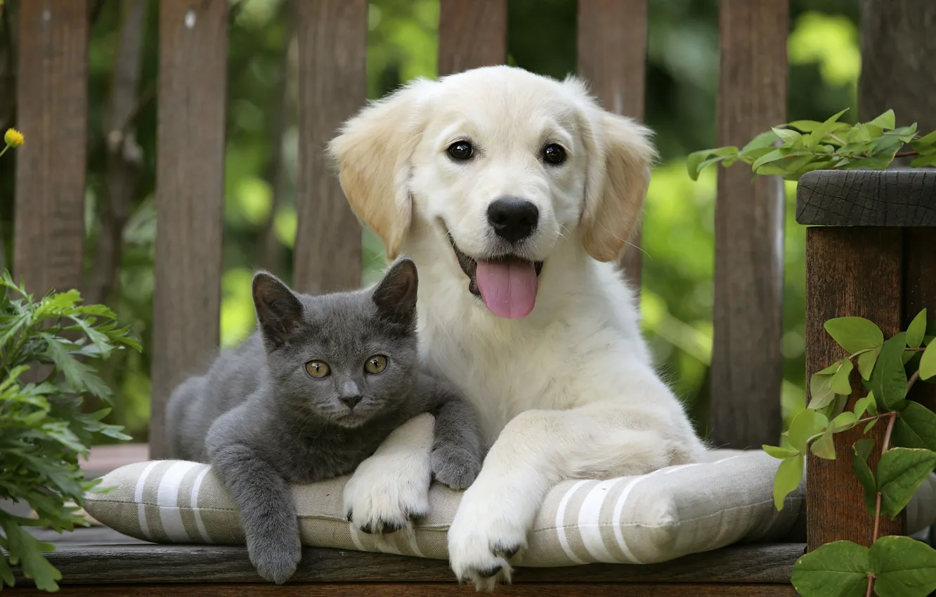 Photo wallpaper cat, cat, each, dog, pair, face