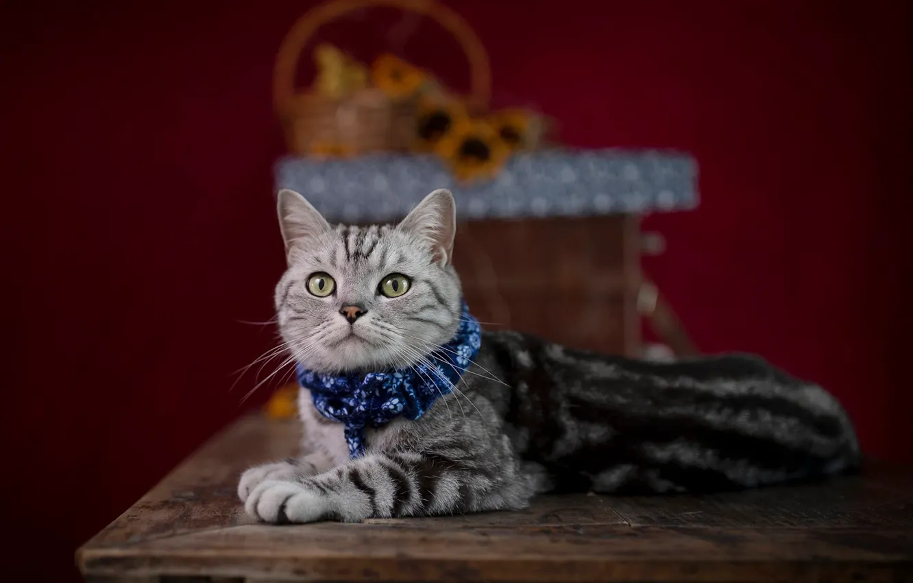 Photo wallpaper cat, cat, look, sunflowers, table, box, legs, lies