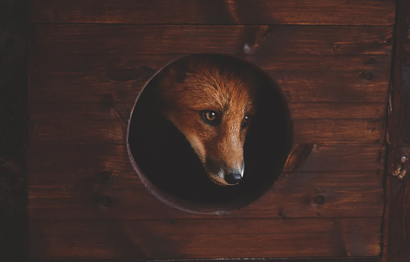 Photo wallpaper face, Fox, booth, Fox