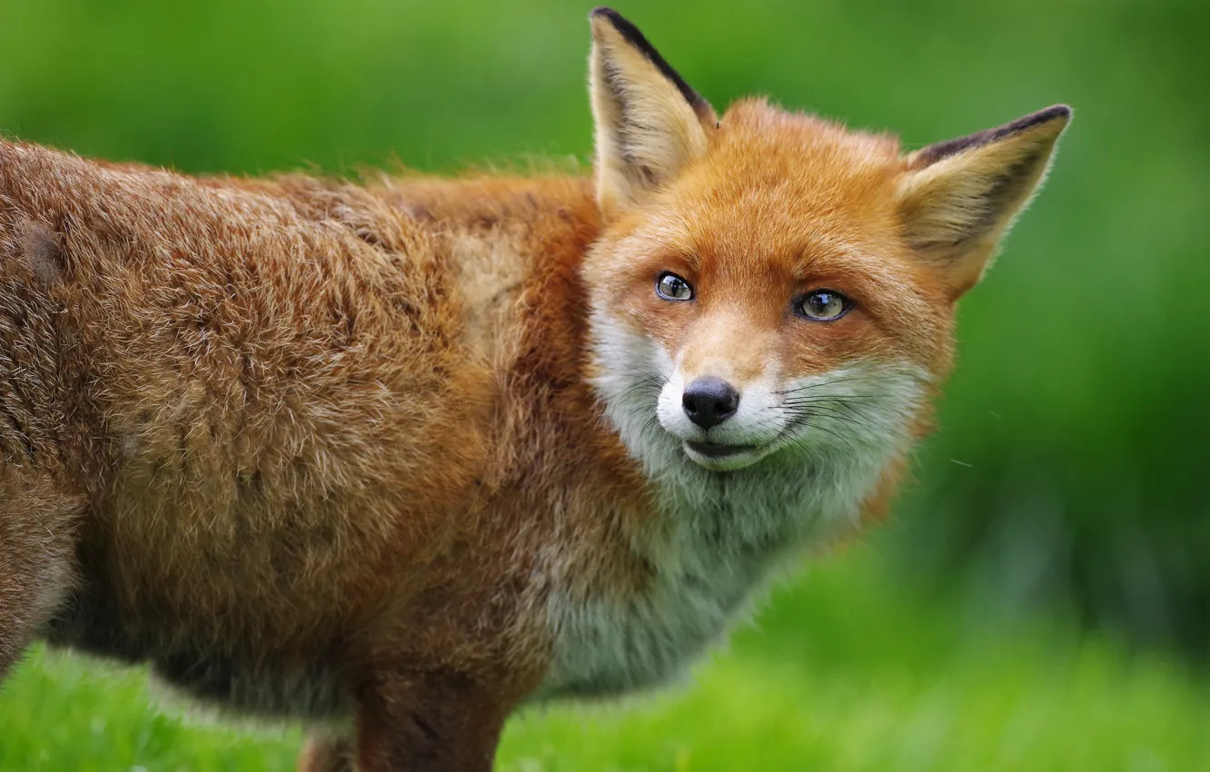 Photo wallpaper look, background, Fox, red