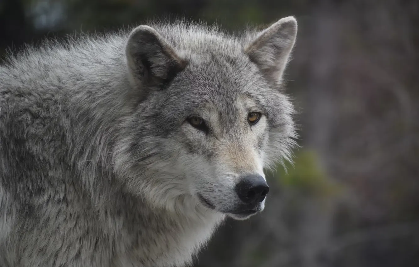 Photo wallpaper Predator, nature, animal, wolf, wildlife, portrait, portrait., Canis lupus. face