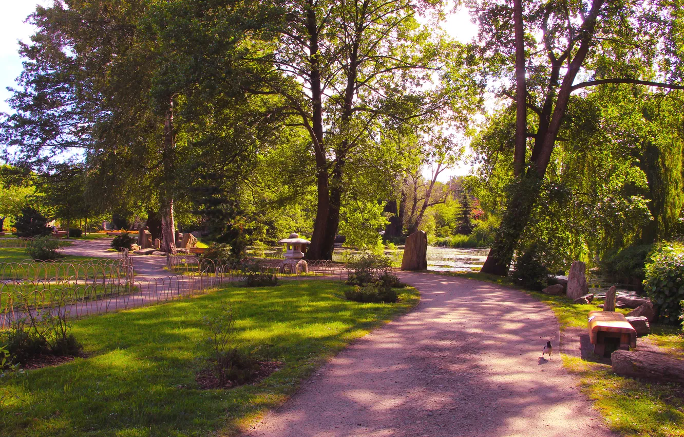 Photo wallpaper trees, park, alley