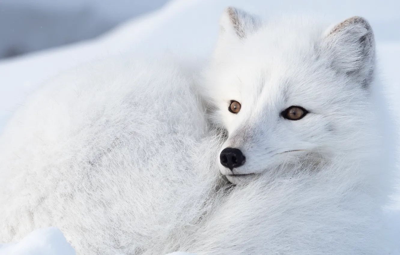 Photo wallpaper winter, face, snow, lies, Fox