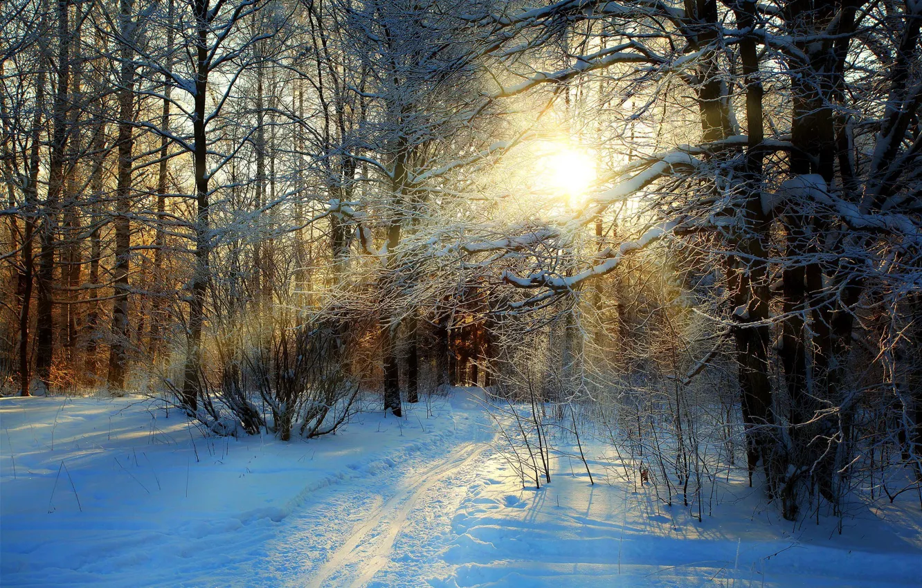 Photo wallpaper winter, road, forest, the sky, snow, trees, landscape, nature