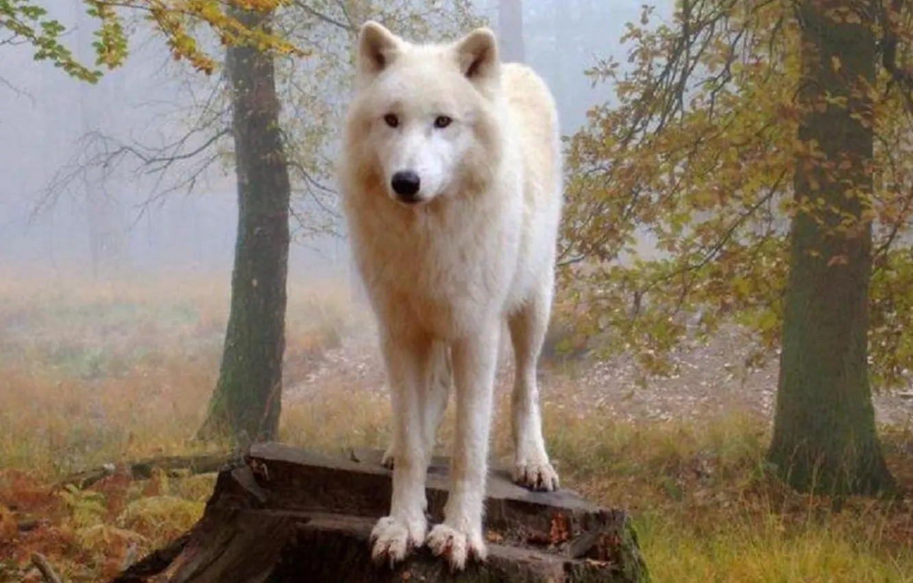 Photo wallpaper nature, predator, animal, wolf, wildlife, portrait, portrait., Canis lupus. face