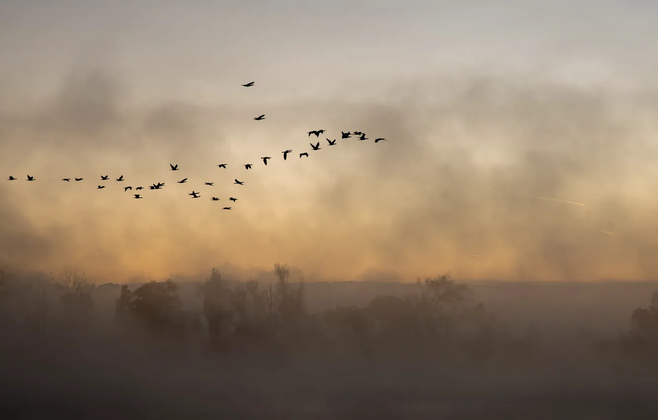 Photo wallpaper birds, fog, flight