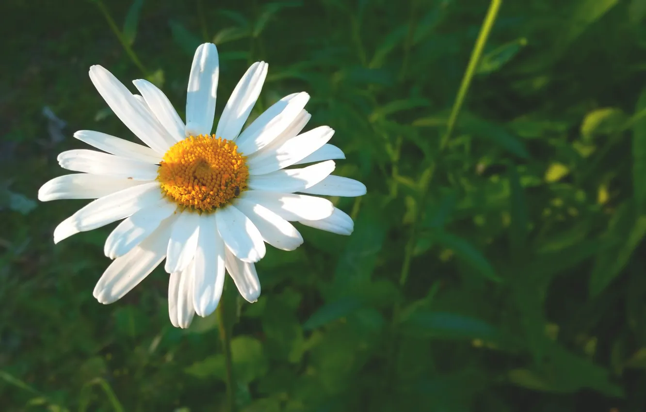 Photo wallpaper macro, flowers, chamomile